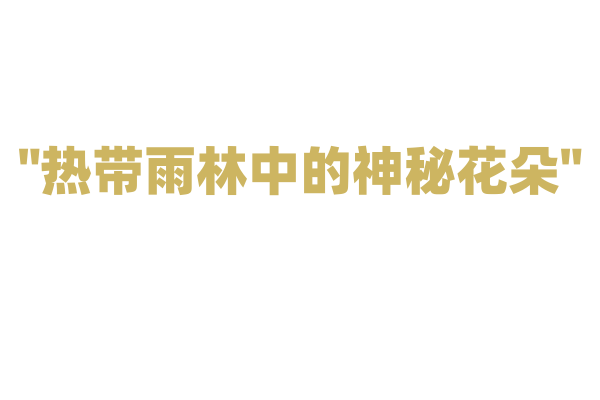 "热带雨林中的神秘花朵"